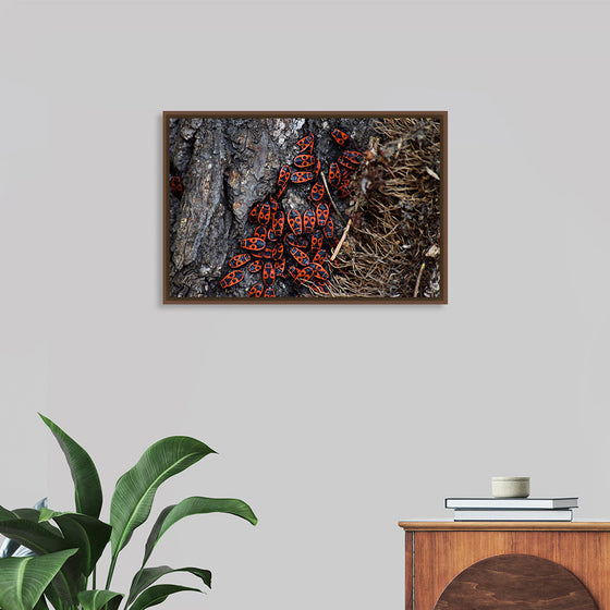 "Fire Bug Beetle in the Woods"