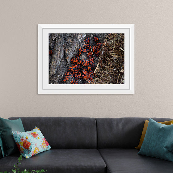 "Fire Bug Beetle in the Woods"