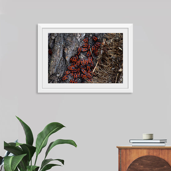 "Fire Bug Beetle in the Woods"