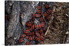 “Fire bug beetle in the woods” is a stunning print that captures the beauty of nature. The print features a group of fire bug beetles on a tree trunk, their striking red and black markings standing out against the bark. This print would make a great addition to any nature lover’s collection. 