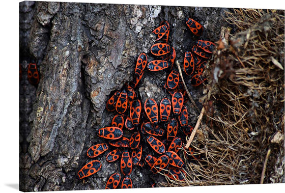 “Fire bug beetle in the woods” is a stunning print that captures the beauty of nature. The print features a group of fire bug beetles on a tree trunk, their striking red and black markings standing out against the bark. This print would make a great addition to any nature lover’s collection. 