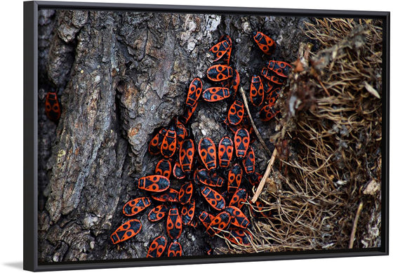 "Fire Bug Beetle in the Woods"