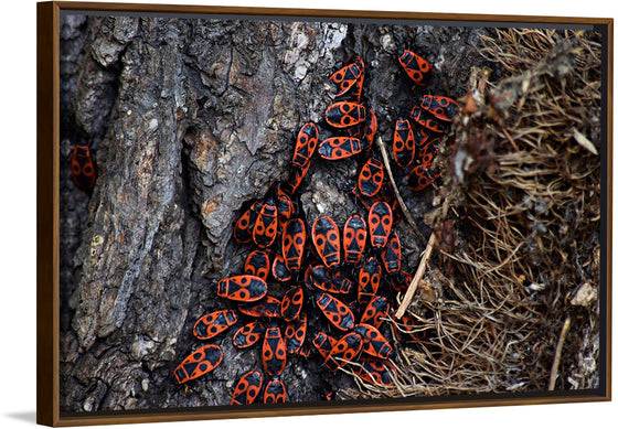 "Fire Bug Beetle in the Woods"