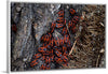 "Fire Bug Beetle in the Woods"