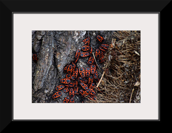 "Fire Bug Beetle in the Woods"