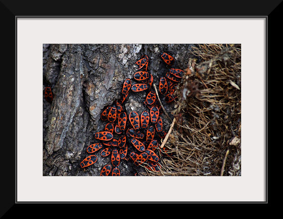 "Fire Bug Beetle in the Woods"