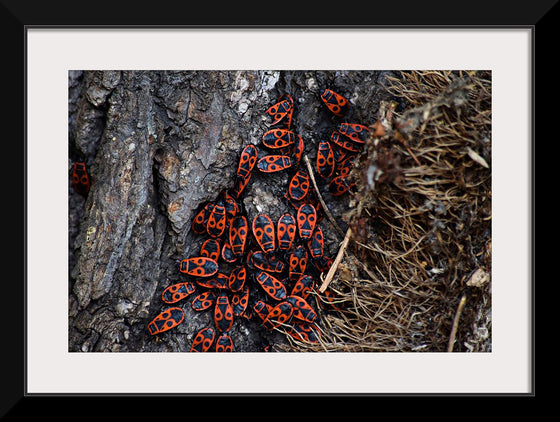 "Fire Bug Beetle in the Woods"