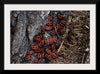 "Fire Bug Beetle in the Woods"