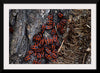 "Fire Bug Beetle in the Woods"