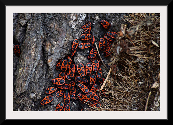 "Fire Bug Beetle in the Woods"