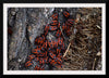 "Fire Bug Beetle in the Woods"