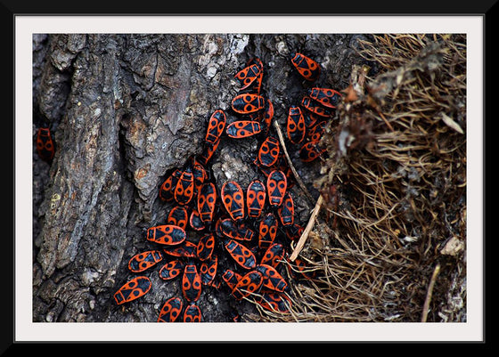 "Fire Bug Beetle in the Woods"