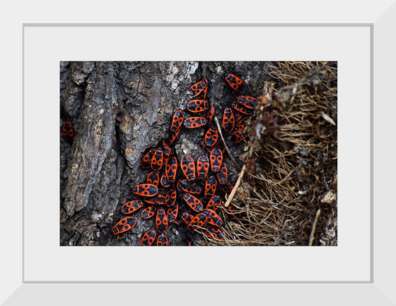 "Fire Bug Beetle in the Woods"