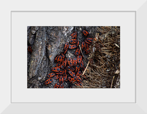 "Fire Bug Beetle in the Woods"