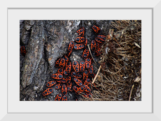 "Fire Bug Beetle in the Woods"