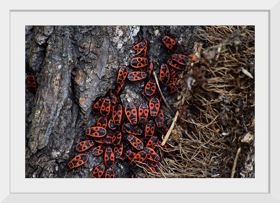 "Fire Bug Beetle in the Woods"