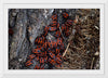 "Fire Bug Beetle in the Woods"