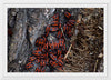 "Fire Bug Beetle in the Woods"