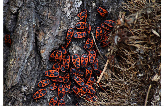 "Fire Bug Beetle in the Woods"