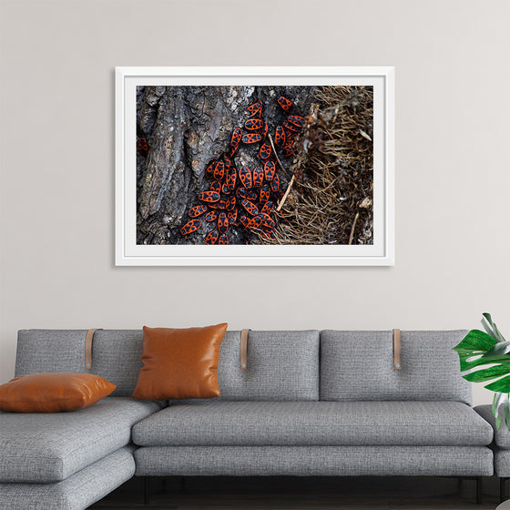 "Fire Bug Beetle in the Woods"