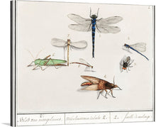  Immerse yourself in the intricate beauty of nature with this exquisite print, “Natural History Ensemble, no. 2 (1596–1610).” The artwork showcases a detailed illustration of various insects, each rendered with meticulous precision. From the vibrant dragonflies to the delicate grasshopper, every creature captures the essence of their natural elegance.