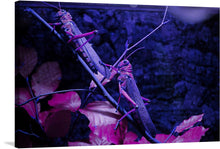  “Colorful Grasshoppers” is a stunning print that captures the beauty of nature in a unique and vibrant way. The image features two grasshoppers in a deep purple hue, perched on a branch with pink leaves. 