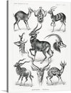 “Antilopina–Antilopen from Kunstformen der Natur (1904)” is a beautiful black and white print of various antelope species. The print is from the book “Kunstformen der Natur” (1904) by Ernst Haeckel. The print showcases 8 different antelope species arranged in two rows of four. The antelopes are drawn in a realistic style and shown in profile. 