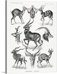  “Antilopina–Antilopen from Kunstformen der Natur (1904)” is a beautiful black and white print of various antelope species. The print is from the book “Kunstformen der Natur” (1904) by Ernst Haeckel. The print showcases 8 different antelope species arranged in two rows of four. The antelopes are drawn in a realistic style and shown in profile. 
