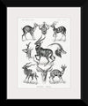 "Antilopina–Antilopen from Kunstformen der Natur (1904)", Ernst Haeckel