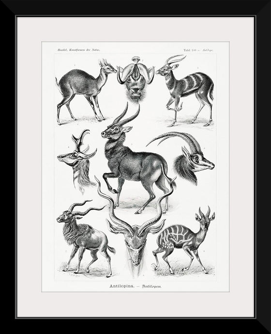 "Antilopina–Antilopen from Kunstformen der Natur (1904)", Ernst Haeckel