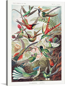  Immerse yourself in the enchanting world of “Trochilidae–Kolibris from Kunstformen der Natur (1904),” a stunning artwork print that captures the ethereal beauty of hummingbirds in their natural habitat. Each bird, painted with meticulous detail, showcases a vibrant array of colors and patterns, bringing life and energy to any space. The lush greenery and exotic flowers serve as a backdrop, highlighting the birds’ exquisite beauty. 