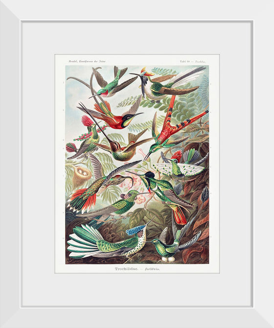 "Trochilidae–Kolibris from Kunstformen der Natur (1904)", Ernst Haeckel