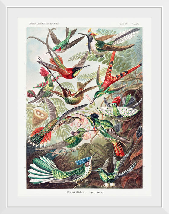 "Trochilidae–Kolibris from Kunstformen der Natur (1904)", Ernst Haeckel