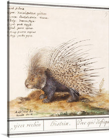 Experience the beauty of nature with Anselmus Boëtius de Boodt’s “Crested Porcupine, Hystrix cristata (1596–1610)”. This beautiful and unique print features a detailed and lifelike depiction of a crested porcupine, a species native to Italy, North Africa, and sub-Saharan Africa. 