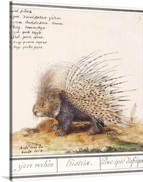 Experience the beauty of nature with Anselmus Boëtius de Boodt’s “Crested Porcupine, Hystrix cristata (1596–1610)”. This beautiful and unique print features a detailed and lifelike depiction of a crested porcupine, a species native to Italy, North Africa, and sub-Saharan Africa. 