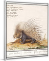 "Crested Porcupine, Hystrix cristata (1596–1610)", Anselmus Boëtius de Boodt