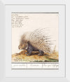 "Crested Porcupine, Hystrix cristata (1596–1610)", Anselmus Boëtius de Boodt