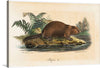 “Beaver (1834)” is a beautiful watercolor painting by Wilhelm von Wright. The artwork depicts a beaver in its natural habitat, surrounded by lush greenery and a serene stream. The painting’s warm earthy colors, ranging from burnt sienna to olive green, convey a sense of calm and tranquility. 