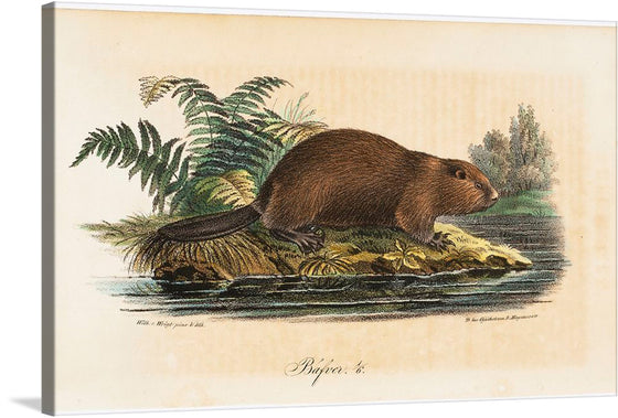 “Beaver (1834)” is a beautiful watercolor painting by Wilhelm von Wright. The artwork depicts a beaver in its natural habitat, surrounded by lush greenery and a serene stream. The painting’s warm earthy colors, ranging from burnt sienna to olive green, convey a sense of calm and tranquility. 