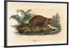 "Beaver (1834)", Wilhelm von Wright