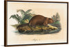 "Beaver (1834)", Wilhelm von Wright