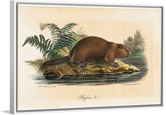 "Beaver (1834)", Wilhelm von Wright