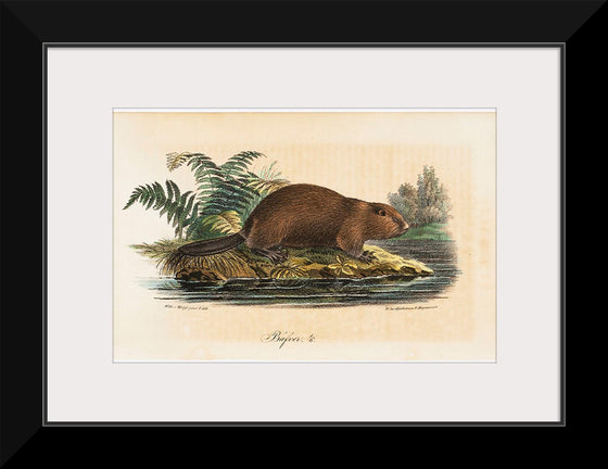 "Beaver (1834)", Wilhelm von Wright