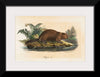 "Beaver (1834)", Wilhelm von Wright