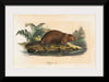 "Beaver (1834)", Wilhelm von Wright