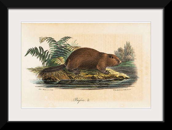 "Beaver (1834)", Wilhelm von Wright