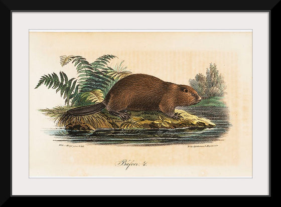 "Beaver (1834)", Wilhelm von Wright