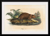 "Beaver (1834)", Wilhelm von Wright