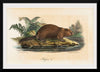 "Beaver (1834)", Wilhelm von Wright