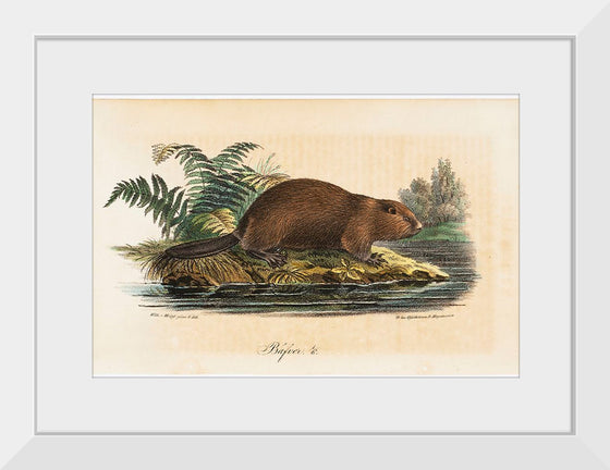 "Beaver (1834)", Wilhelm von Wright